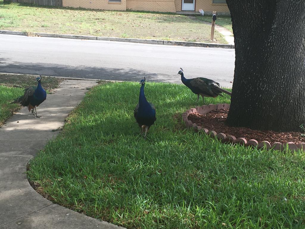 The Peacock House Villa San Antonio Kültér fotó