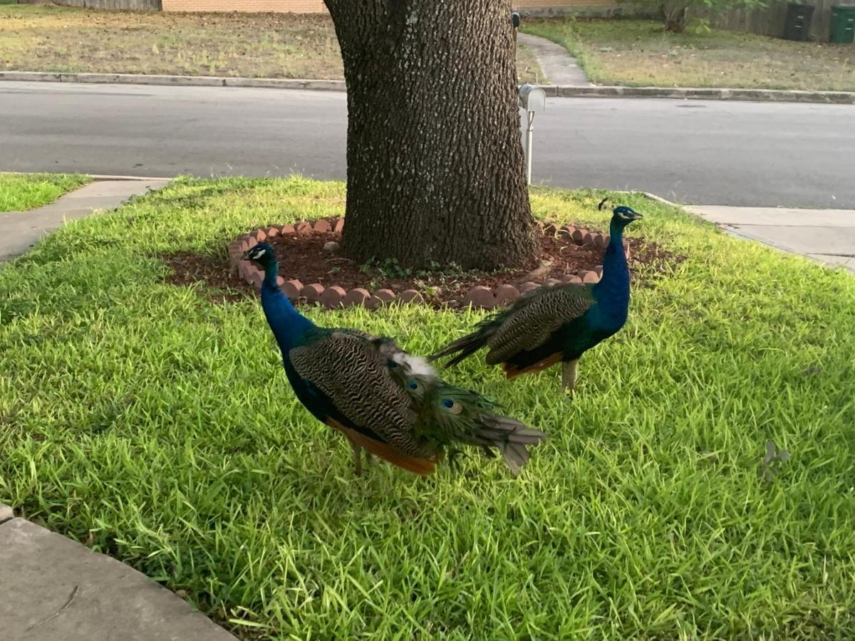 The Peacock House Villa San Antonio Kültér fotó