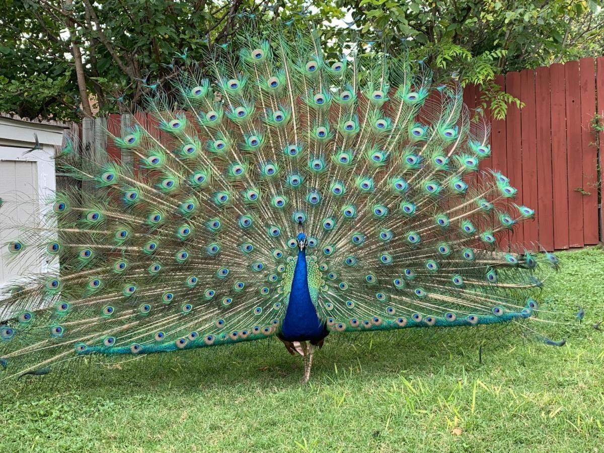 The Peacock House Villa San Antonio Kültér fotó