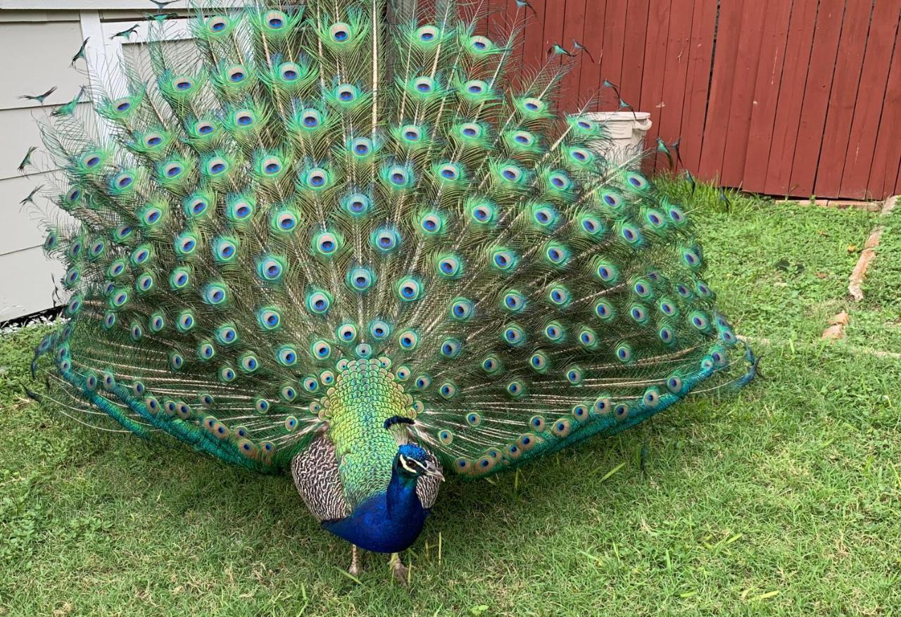 The Peacock House Villa San Antonio Kültér fotó
